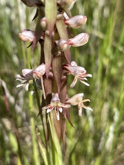 Satyrium cristatum cristatum