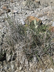 Carex serratodens