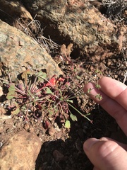 Chorizanthe aphanantha