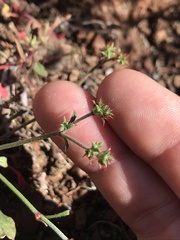 Chorizanthe aphanantha