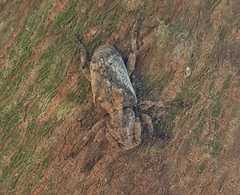 Pterolophia annulata