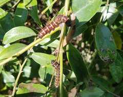 Delias pasithoe