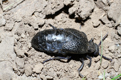 Meloe cicatricosus