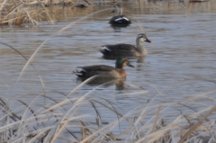 Anas platyrhynchos × zonorhyncha