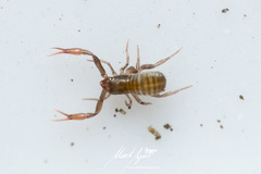Anaulacodithella