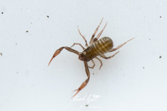 Anaulacodithella