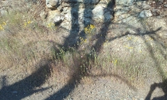 Clarkia gracilis tracyi