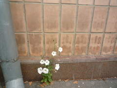 Petunia × atkinsiana
