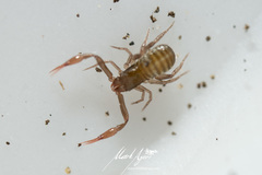 Anaulacodithella