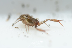 Anaulacodithella