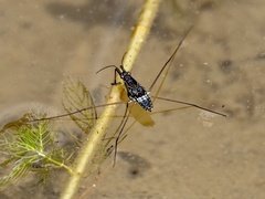 Limnogonus fossarum