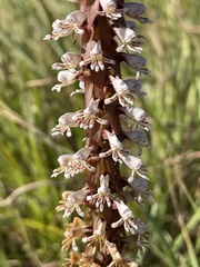 Satyrium cristatum cristatum