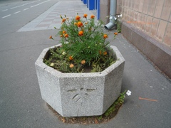 Petunia × atkinsiana