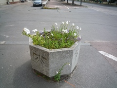 Petunia × atkinsiana
