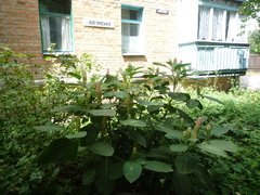 Phytolacca acinosa
