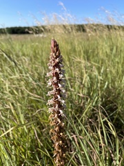 Satyrium cristatum cristatum