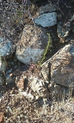 Sairocarpus vexillocalyculatus