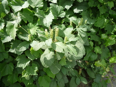 Phytolacca acinosa
