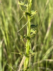 Habenaria filicornis