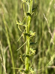 Habenaria filicornis