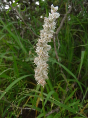 Cyphocarpa angustifolia