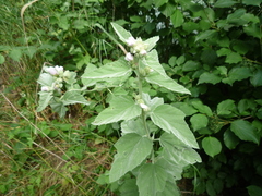 Althaea officinalis