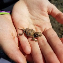Phrynosoma douglasii
