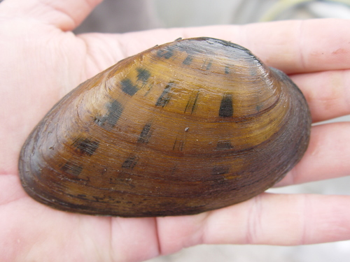 Ptychobranchus fasciolaris (Rafinesque, 1820)