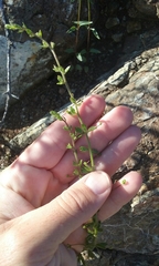 Sairocarpus vexillocalyculatus