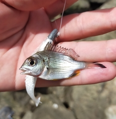 Acanthopagrus australis