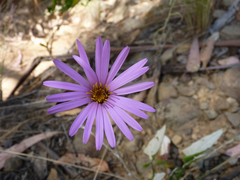 Onoseris alata