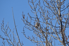 Tympanuchus phasianellus