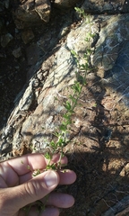 Sairocarpus vexillocalyculatus