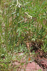 Antennaria corymbosa
