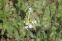 Antennaria corymbosa