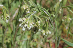 Antennaria corymbosa