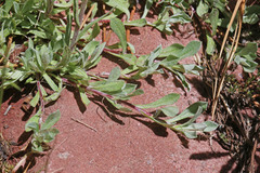 Antennaria corymbosa