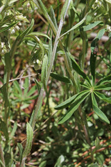 Antennaria corymbosa