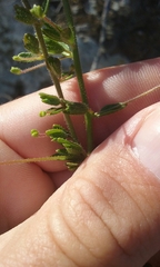 Sairocarpus vexillocalyculatus
