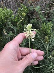 Astragalus curtipes