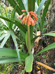 Clivia caulescens
