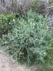 Astragalus curtipes
