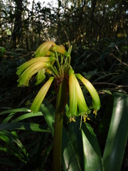 Clivia gardenii