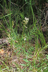 Astragalus miser oblongifolius