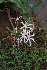 Crinum buphanoides