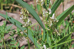Astragalus miser oblongifolius