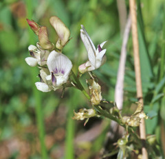 Astragalus miser oblongifolius