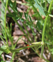 Astragalus miser oblongifolius