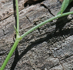 Astragalus miser oblongifolius