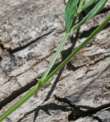 Astragalus miser oblongifolius